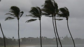 Hurricane Palms