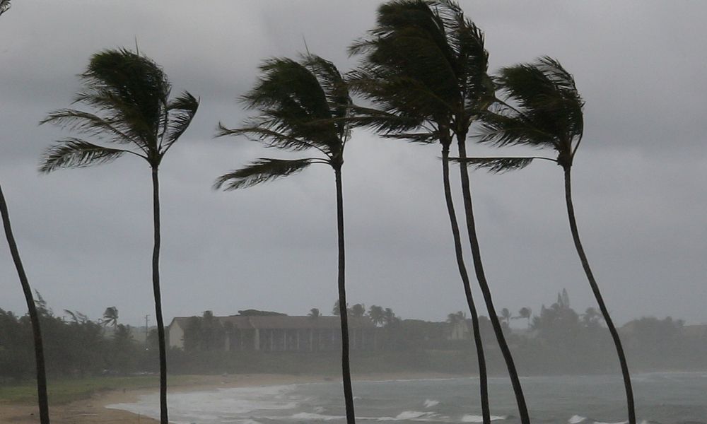 Hurricane Palms