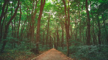 Woods Path