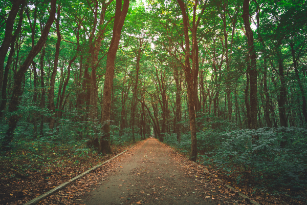 Woods Path